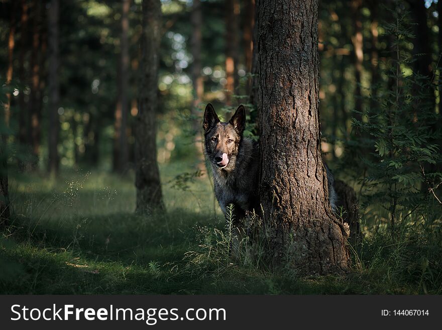 Dog in the forest peeps. German Shepherd in nature. mystic pet in wood