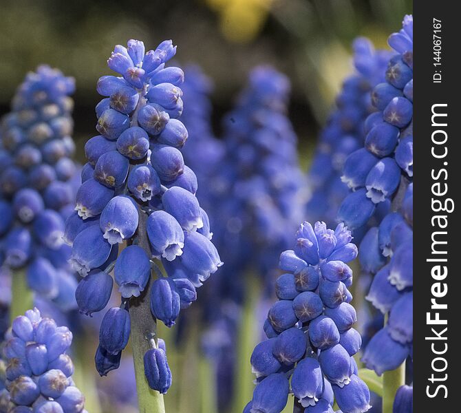 Detail of Purple Bulbs Blooming in Meadow on Sunny Day. Detail of Purple Bulbs Blooming in Meadow on Sunny Day