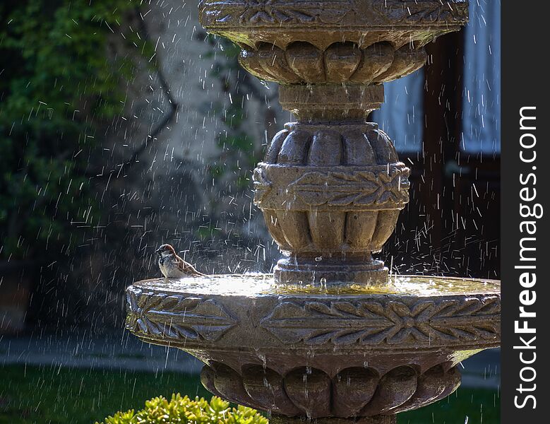 A little bird sits in a large fountain getting sprayed with water in Queretaro Mexico. A little bird sits in a large fountain getting sprayed with water in Queretaro Mexico