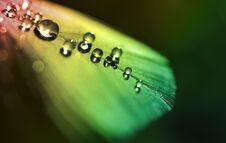 Water Dew Drops On A Colorful Feather Close Up. Stock Image