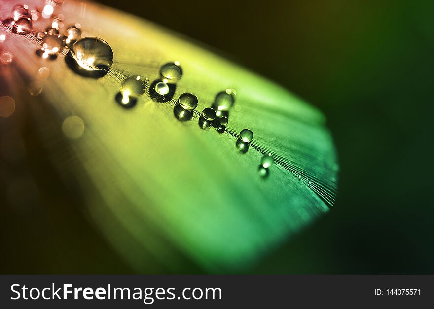 Water Dew Drops On A Colorful Feather Close Up.