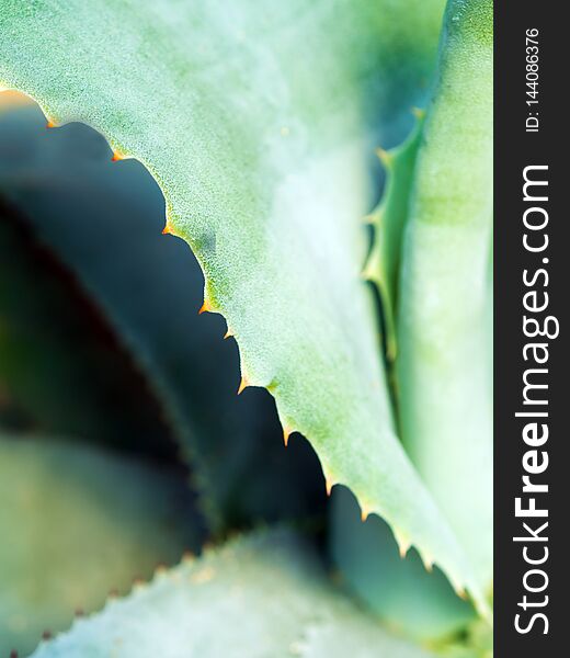 Succulent plant close-up, thorn and detail on leaves of Agave plant