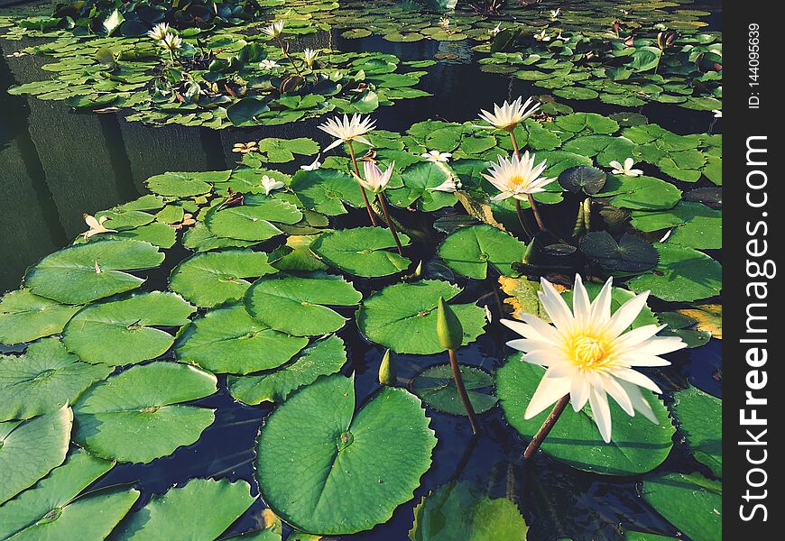 Beautifulâ€‹ lotusâ€‹ waterâ€‹ lilyâ€‹ blossomâ€‹ plant tropicalâ€‹ flowerâ€‹