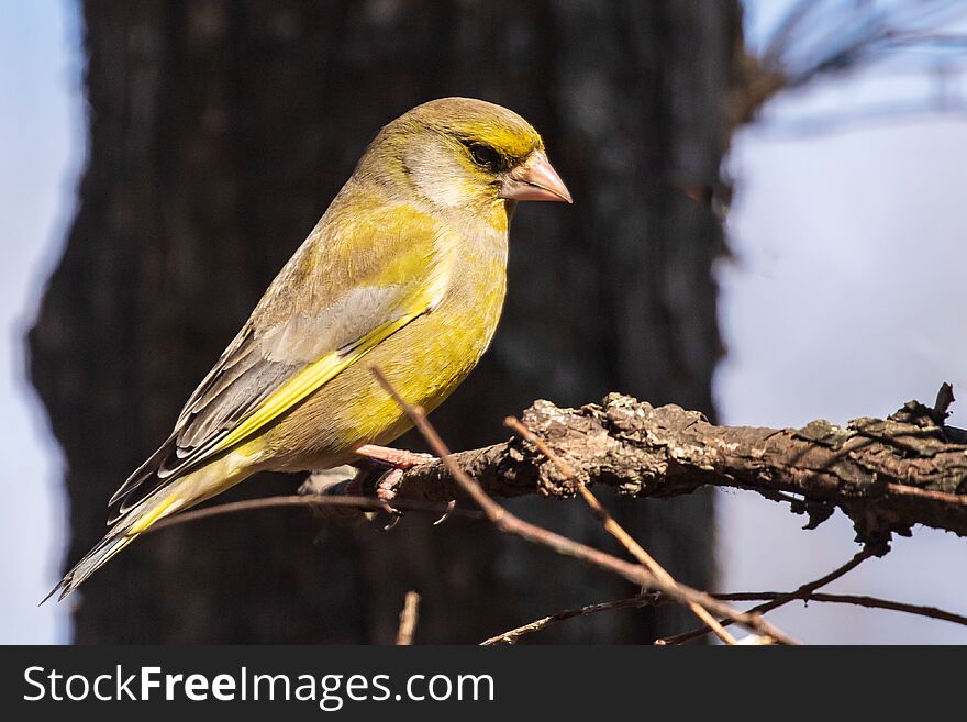 A bright greenfinch sits on a branch in the park and looks at the photographer. Urban green and yellow warbler in nature habitat. Close-up