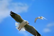 Flying Seagull Stock Photography