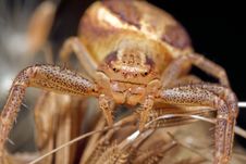 Crab Spider Stock Images