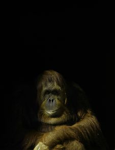 Gorilla In The Room Stock Images