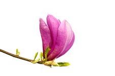 Magnolia. Stock Photo Magnolia. Stock Photo