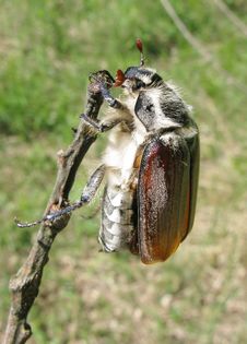 Brown May-bug Beetle Royalty Free Stock Photos