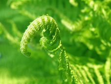 Detail Of A Fern Stock Photos Detail Of A Fern Stock Photos