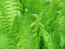 Detail Of A Fern Royalty Free Stock Image Detail Of A Fern Royalty Free Stock Image