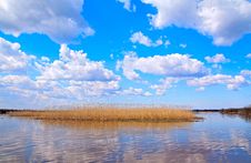 Reed On Lake Stock Photography Reed On Lake Stock Photography