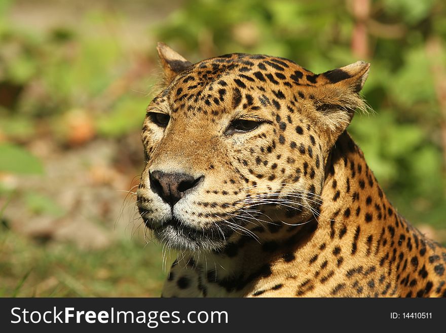 Animals: Portrait of a leopard with blurred background