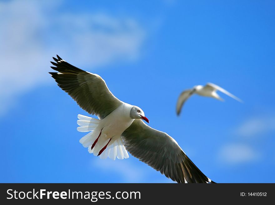 Seagull, flying up in the blue sky above lake Naivasha. Africa. Kenya. Seagull, flying up in the blue sky above lake Naivasha. Africa. Kenya