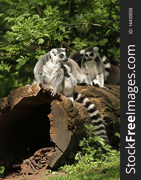Ring-tailed lemurs sitting on a log