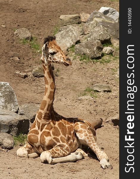 Animals: Young giraffe laying on the ground