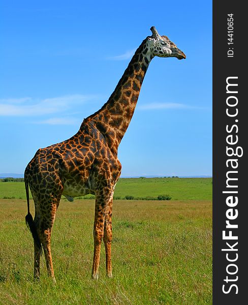 Wild African Giraffe