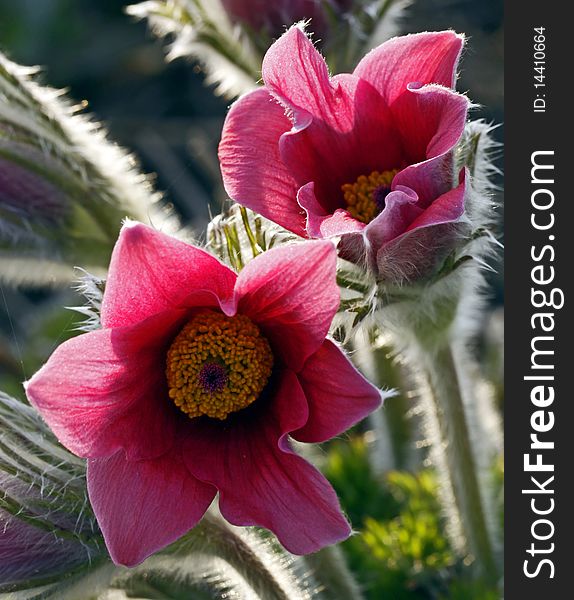 Pasque flower the first blossoms of spring