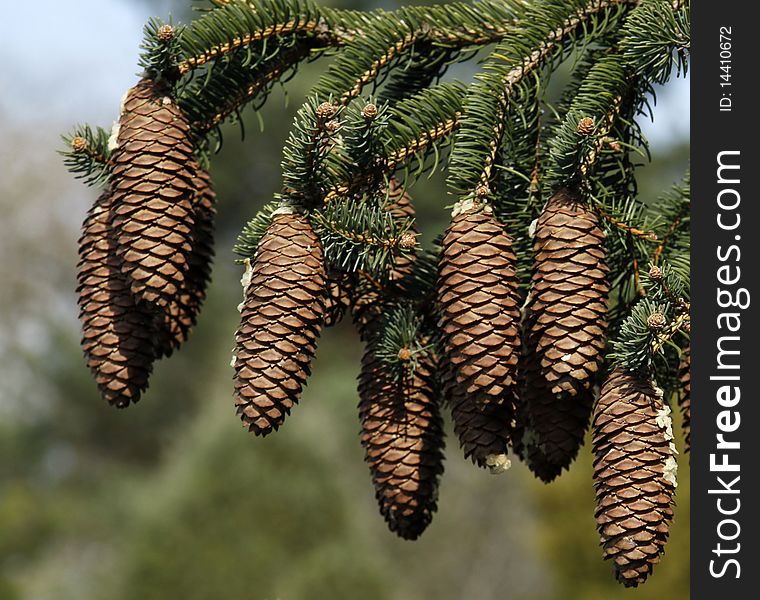 Big spruce cones on the tree