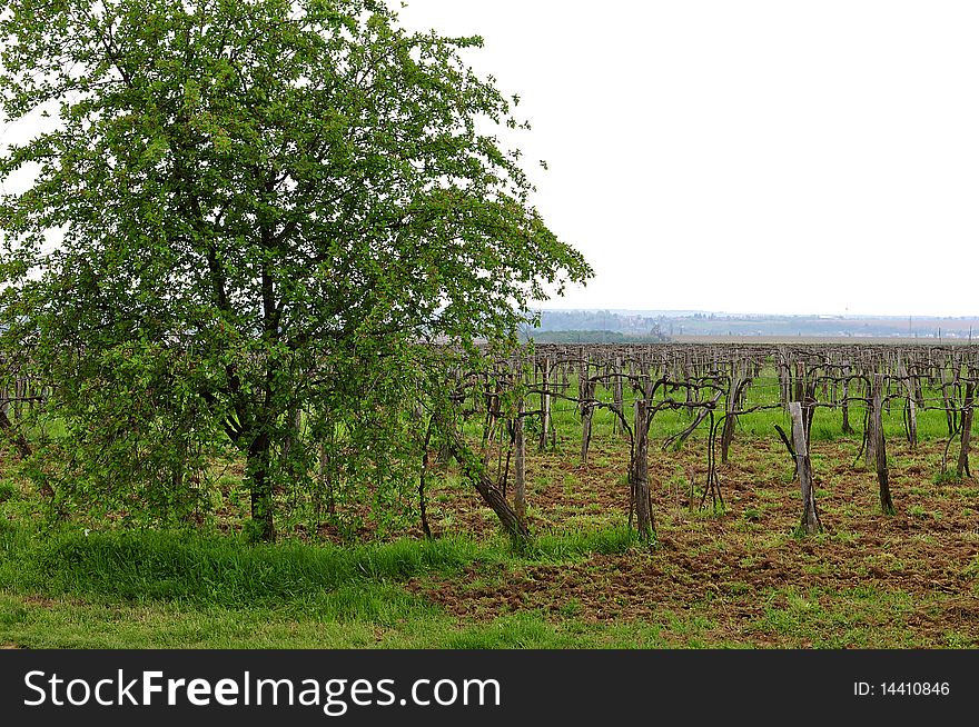 Dried-out vineyard guarded by a lonely tree. Dried-out vineyard guarded by a lonely tree