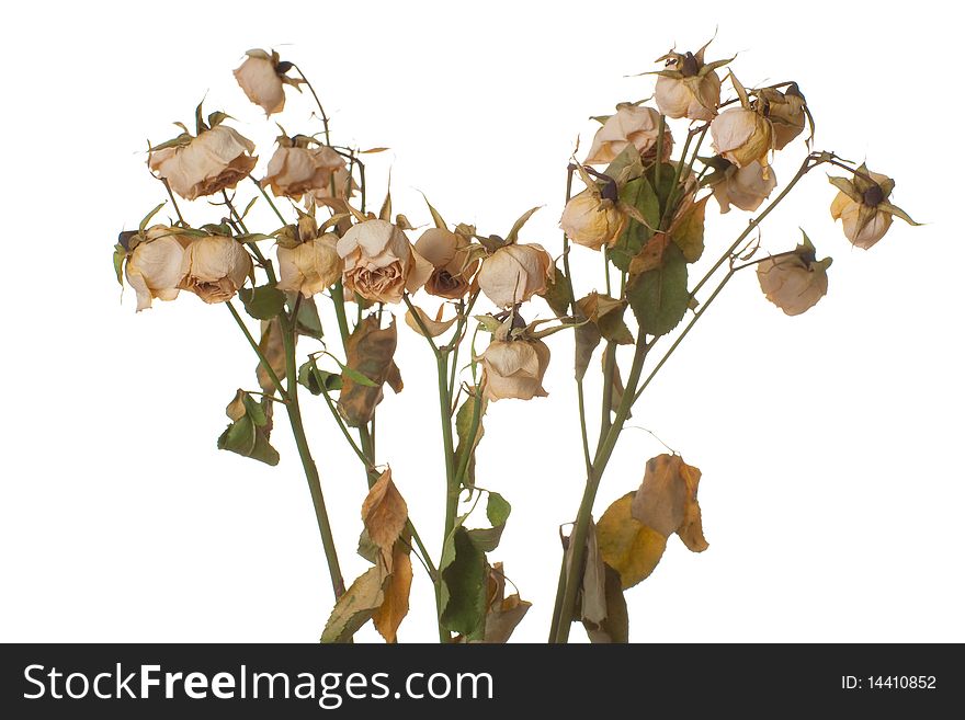 Bunch of dead roses isolated on white background