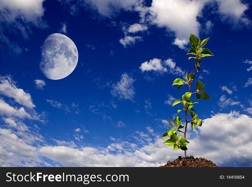 The young green sprout of wood against the sky. The young green sprout of wood against the sky