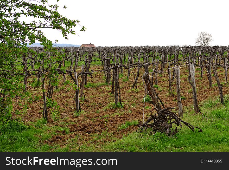 Abandoned Vineyard