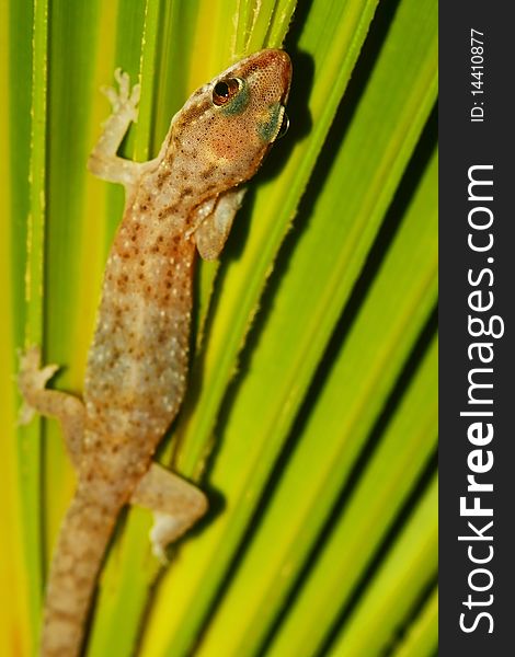 Wild Lizard on the green leaf