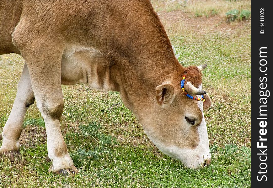 A green pastures and one yellow cows. A green pastures and one yellow cows