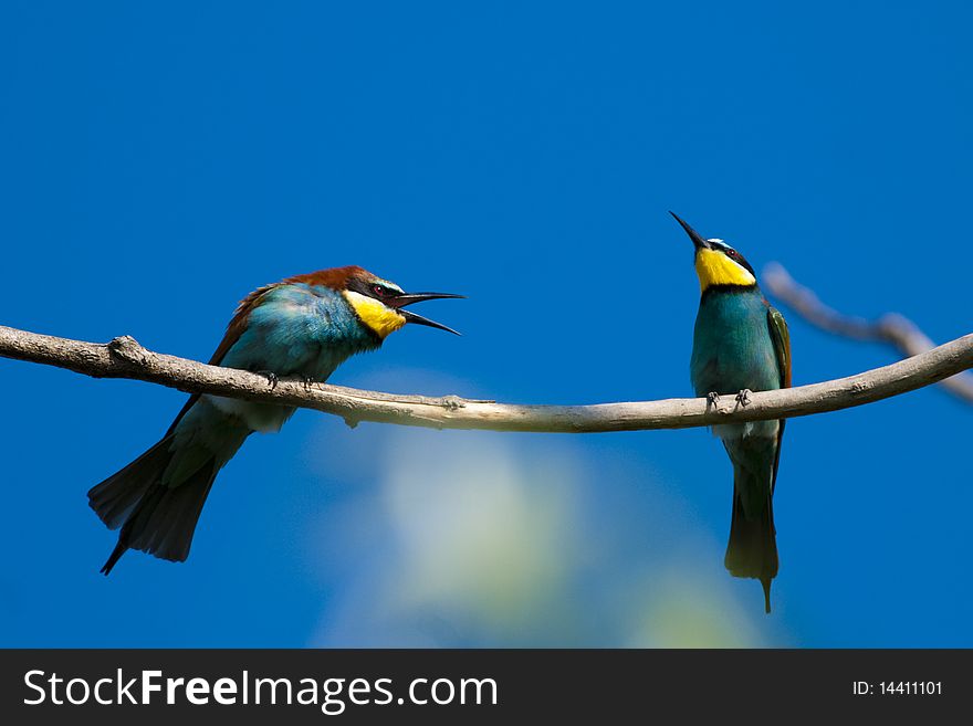 European Bee Eaters Pair, family scene