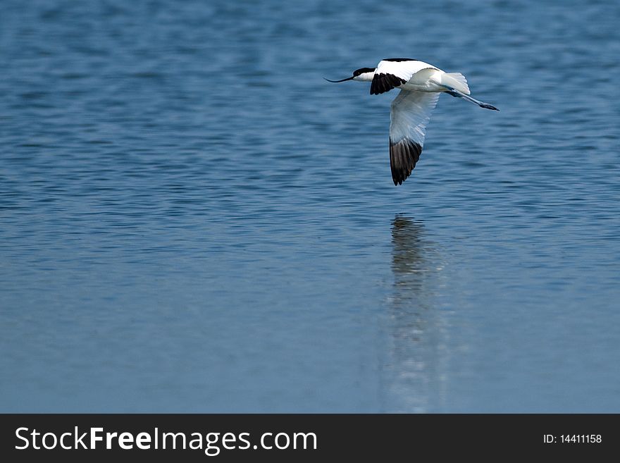 Pied Avocet In Flight