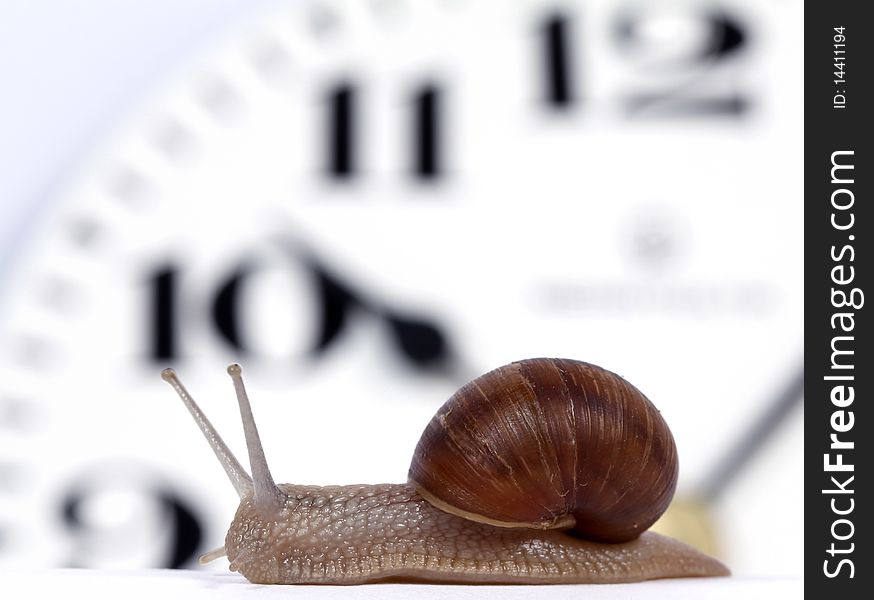 Edible snail crawling along the clock