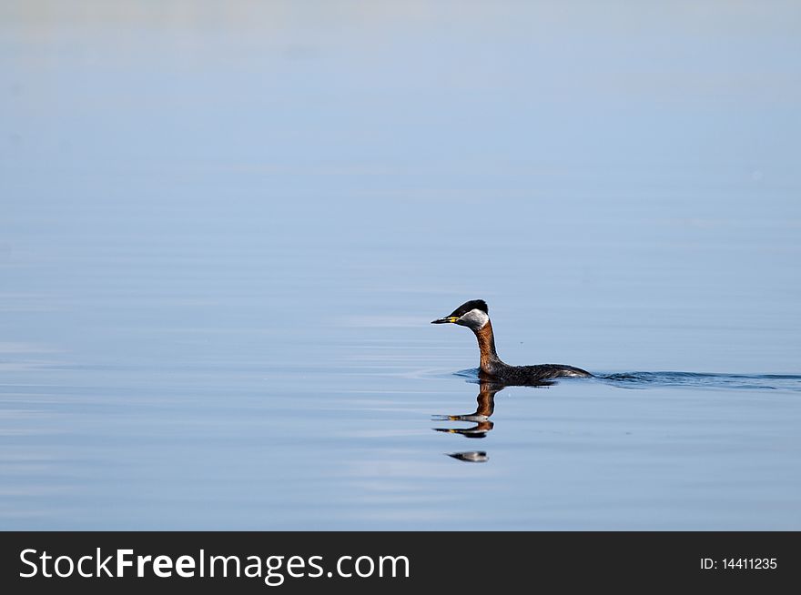 Red Necked Grebe In Water