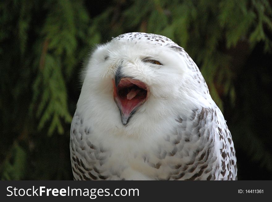 Portrait of an yawning snowy owl