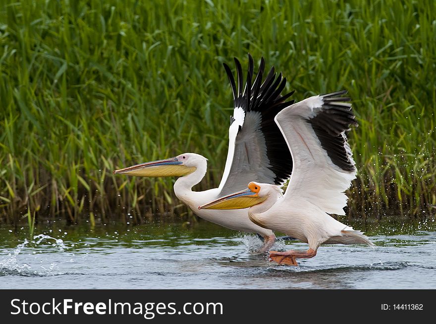 Breat White Pelican Pair taking off