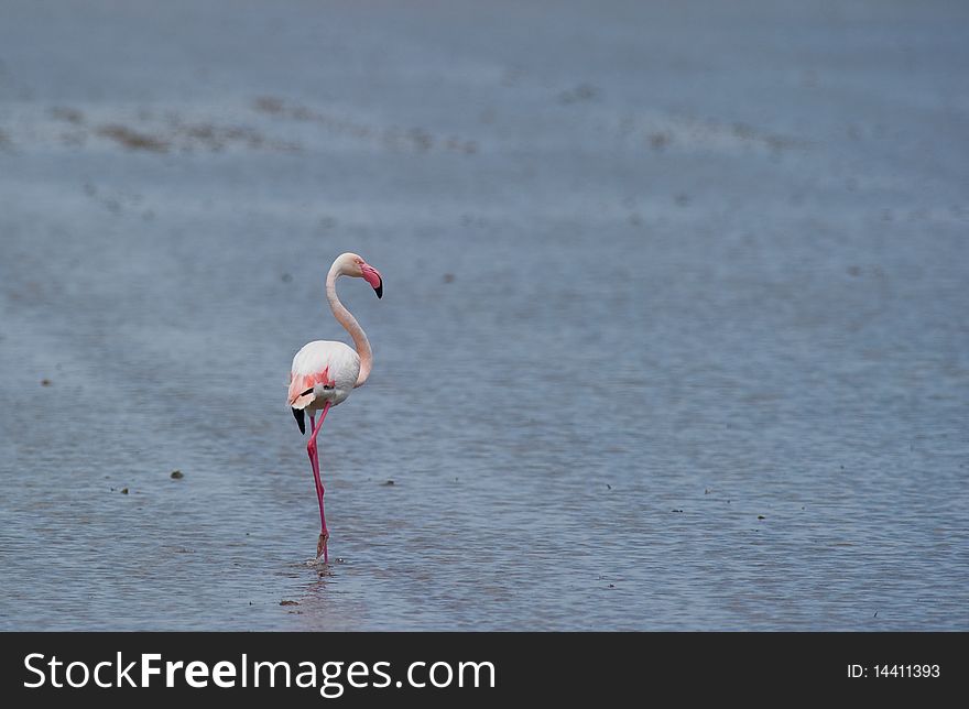 Quite unusual to observe, this flamingo was standing completely alone in a recently flooded ricefield.
Northeast Spain, Ebro delta. Quite unusual to observe, this flamingo was standing completely alone in a recently flooded ricefield.
Northeast Spain, Ebro delta.