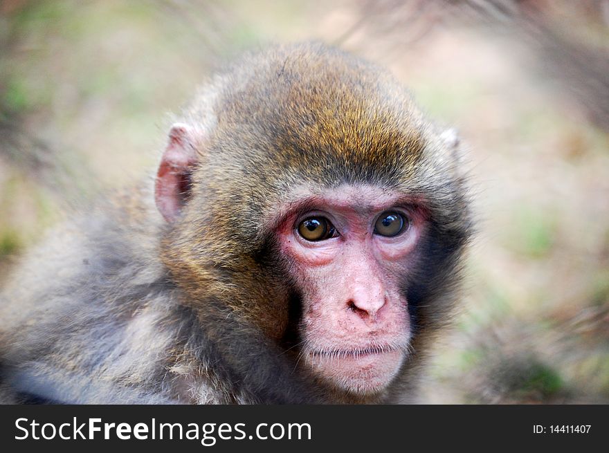 Portrait of the macaque monkey