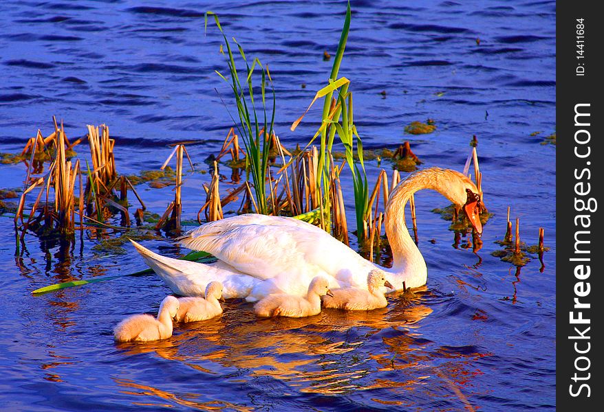 A swan and its cubs. A swan and its cubs