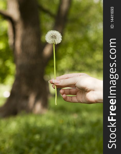 Hand holds a dandelion in an outdoor