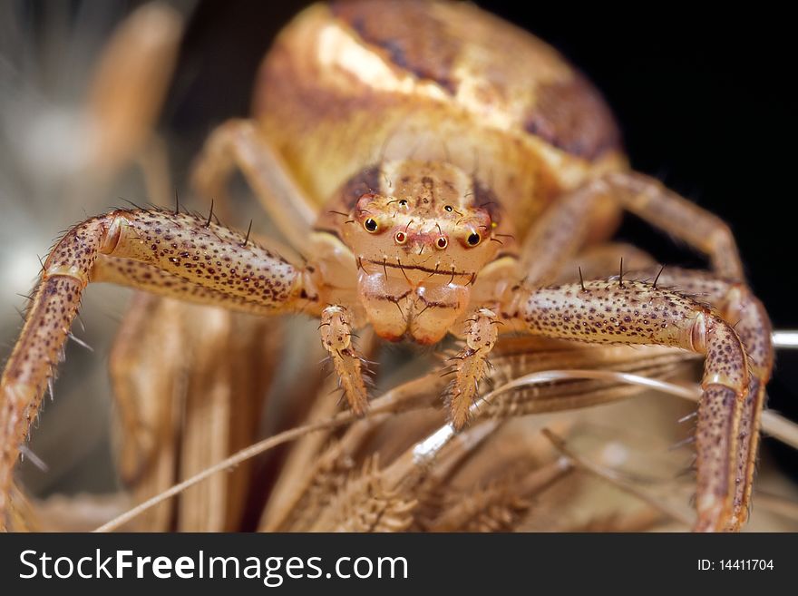 Close-up shot of the head of a crab spider