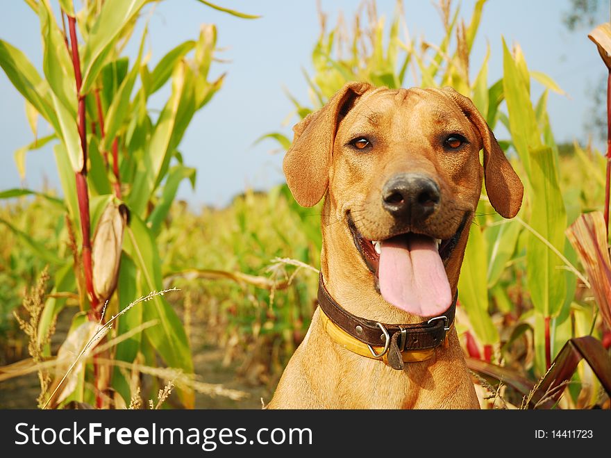 Portrait of young rhodesian ridgeback having fun in a corn field. Portrait of young rhodesian ridgeback having fun in a corn field