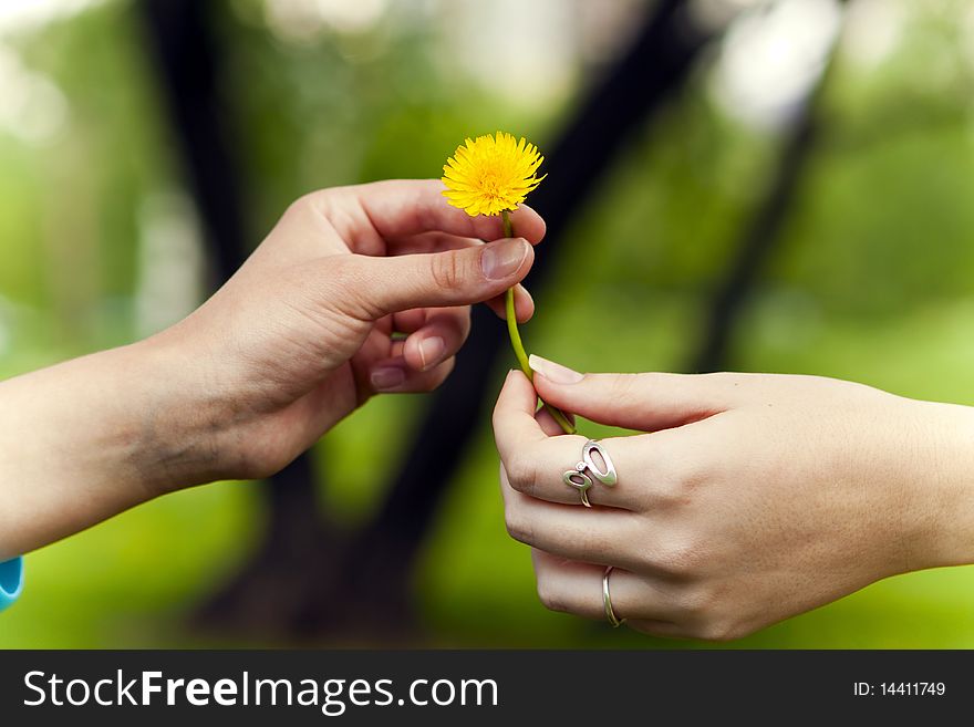 Young couple has yellow dandelions. Young couple has yellow dandelions