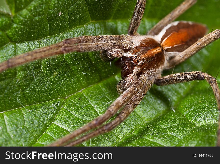 Close up of a nursery web spider waiting for its prey. Close up of a nursery web spider waiting for its prey