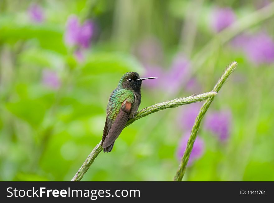 Hummingbird sitting on perch