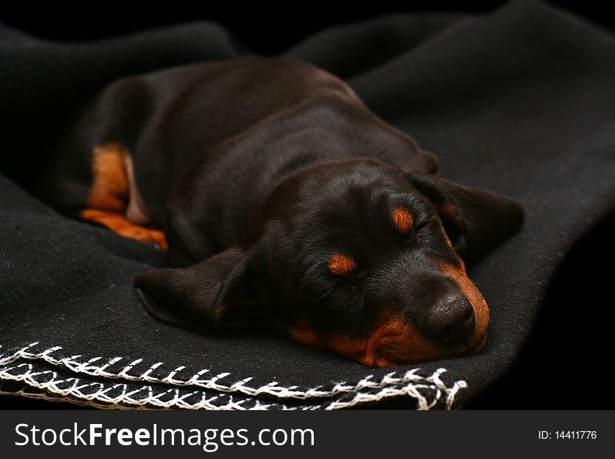 Look at the cute sleeping dachshund