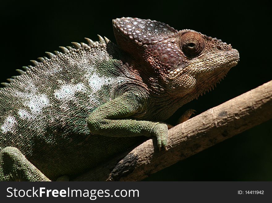 Wild warty chameleon (Furcifer verrucosus), southern Madagascar. Wild warty chameleon (Furcifer verrucosus), southern Madagascar