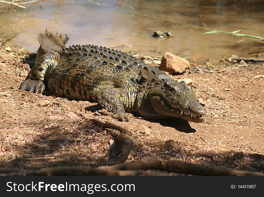 Wild Madagascar crocodile (Crocodylus niloticus), Lac Antanavo, northern Madagascar