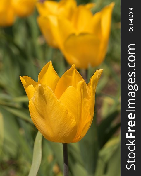 Closeup Image Of Yellow Tulip
