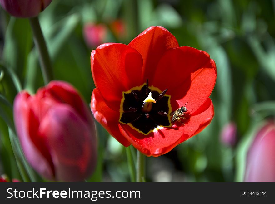 The bee sits on a red open tulip shined with the sun. The bee sits on a red open tulip shined with the sun