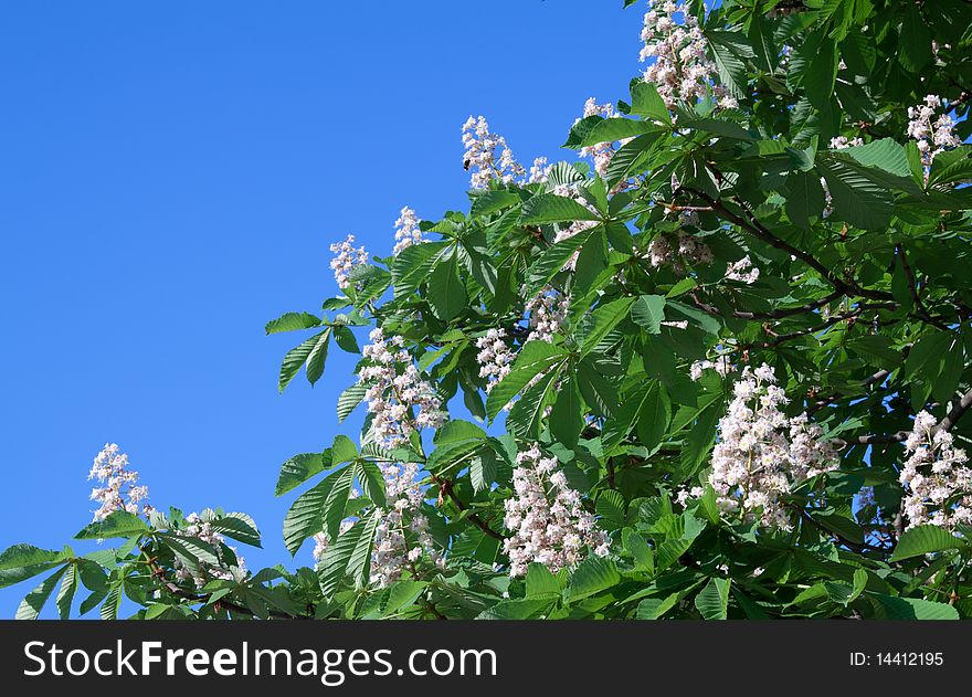 Blossoming chestnut branch against blue sky
